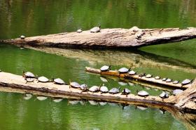 thumbs/fauna-Assam Roofed Turtles at Kaziranga.jpg.jpg
